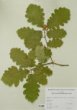 Quercus petraea (Mattuschka) Liebl