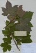 Acer pseudoplatanus L.