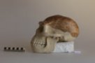 Homo erectus, Pithecantropus I.