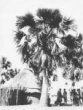 Chýše pod deleibovou palmou, pohřební slavnost ve vesnici Wau, Šilukové