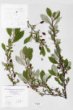 Eleagnus multiflora Thunb                                             Syn: E. edulis Carr. E. longipes Gray