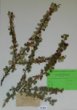 Cotoneaster disticha Lange ´Tongolensis´