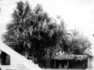 Přístřešek ze slámy pod palmami
