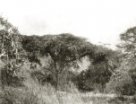 Krajina v údolí Nakvai (Niakve), vlevo salámový strom