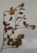 Cerasus fruticosa Pall