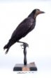 Havran polní - Corvus frugilegeus