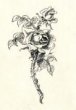Ilustrace - Dionysos s růží