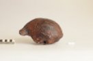 Homo erectus erectus, Pithecantropus II. HP