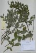 Salix aurita L