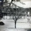 Stromek na nádvoří chrámu v Kurodani