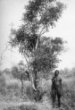 Nahý muž stojící u stromu s úzkými listy