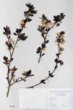 Prunus cerasifera Ehrh. cv. ´Pissardii Nigra´