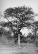 Stromový porost – jiný pohled