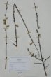 Salix aurita L