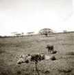 Skupina lvů kolem antilopy vlečené na laně