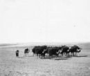 Velbloudí karavana s nákladem halfy v poušti