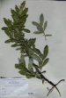 Salix x calliantha Kern.
