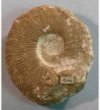 Neocomites suprajurensis - fosílie amonita