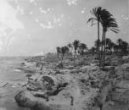 Skalnaté mořské pobřeží s datlovými palmami