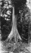 Mohutný strom v pralese