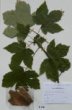 Acer pseudoplatanus L.