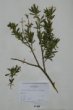 Salix purpurea L