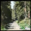 Černá Tisa, smrkový les, cesta