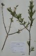 Salix fragilis L