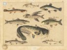 Výukový obraz – ryby