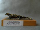 Mlok skvrnitý - Salamandra salamandra