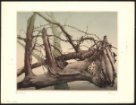 Grafický strom - Mrtvý strom s měsícem