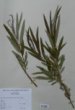 Salix viminalis L