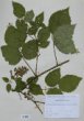 Rubus glandulosus auct