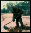 Orangutan s motykou na poli