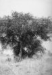 Stromový porost – jiný pohled