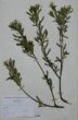 Salix purpurea L