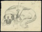 Studie k ilustraci - Deset příběhů o psech