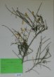 Cytisus scoparius (L.) Link ´Firefly´