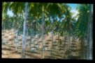 Plantáž kokosových palem
