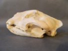 Lebka jaguára - Panthera onca
