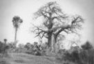 Baobab a palmy u Chor Semsír