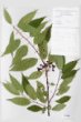 Prunus pensylvanica L. Syn: P. persidifolia Desf