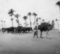 Velbloudí karavana v poušti míjí palmy