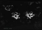 Fotografie, nasvětlené květy