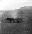 Vrázův povoz tažený koňmi v arizonské poušti
