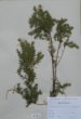 Juniperus communis L