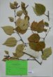 Betula papyrifera Marsh. var. occidentalis (Hook.)Sarg.