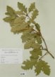 Quercus petraea (Mattuschka) Liebl