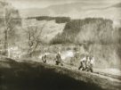 Polní práce - orba - v Pasekách nad Jizerou roku 1950