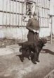 A. M. Schoss: portrét ženy se psem (černobílý negativ)
